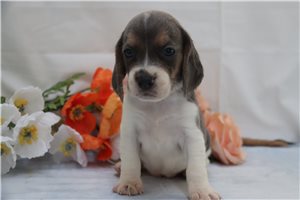 Gianna - puppy for sale