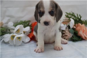 Hazel - Beagle for sale
