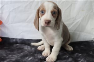Hannah - Beagle for sale
