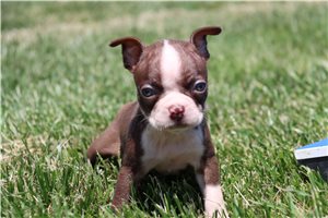 Cricket - Boston Terrier for sale