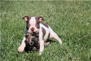 Cassius - Boston Terrier for sale