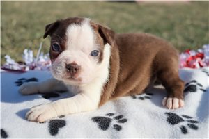 Scarlett - Boston Terrier for sale
