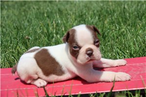 Cassius - puppy for sale