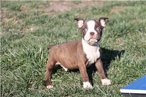 Sebastian - Boston Terrier for sale