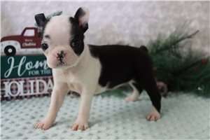 Yulisa - Boston Terrier for sale