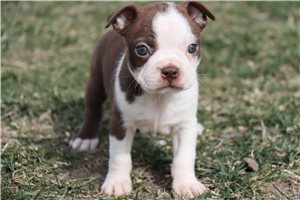Scarlett - Boston Terrier for sale