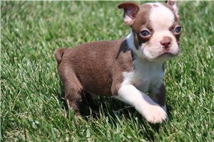 Creed - Boston Terrier for sale