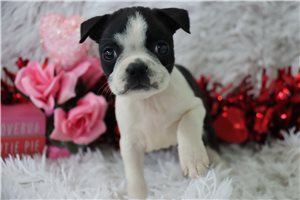 Wednesday - Boston Terrier for sale
