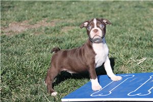 Samuel - Boston Terrier for sale