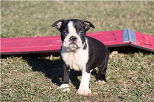 Wayne - Boston Terrier for sale
