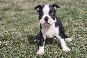 Santiago - Boston Terrier for sale