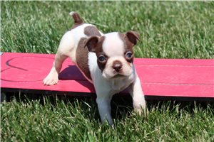 Cassius - puppy for sale