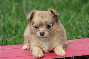 Kairo - Chihuahua for sale