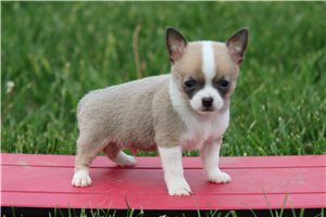 Kyrie - Chihuahua for sale