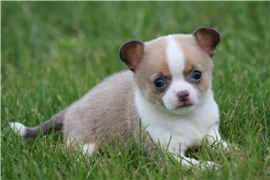 Knox - Chihuahua for sale