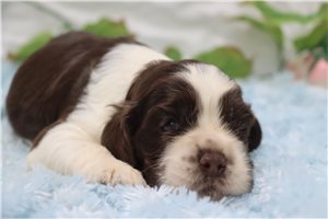 Toots - Cocker Spaniel for sale