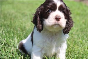 Doc - Cocker Spaniel for sale
