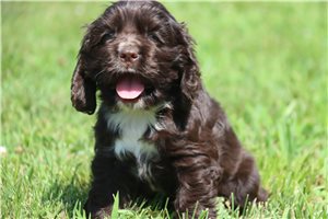 Coffee - Cocker Spaniel for sale