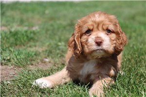 Oakley - Cocker Spaniel for sale