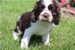 Toots - Cocker Spaniel for sale