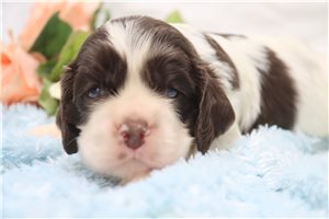 Doc - Cocker Spaniel for sale