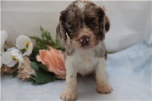 Haven - Cocker Spaniel for sale