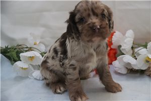 Harrison - Cocker Spaniel for sale