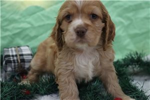 Beaumont - Cocker Spaniel for sale