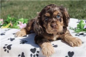 Teagan - puppy for sale