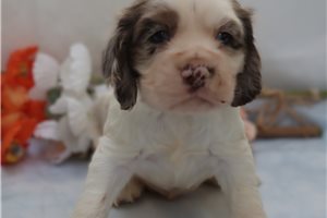 Hunter - Cocker Spaniel for sale