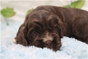 Coffee - puppy for sale