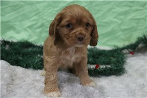 Beth - Cocker Spaniel for sale