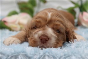 Oakley - puppy for sale