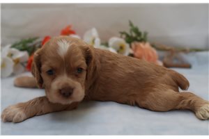 Hudson - puppy for sale
