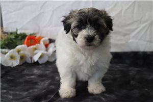 Julia - Coton De Tulear for sale