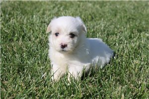 Perry - Coton De Tulear for sale