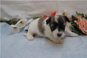 Jenson - Coton De Tulear for sale