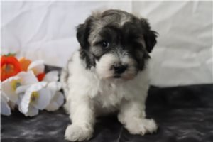 Jolene - Coton De Tulear for sale