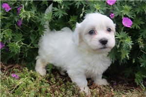 Perry - Coton De Tulear for sale