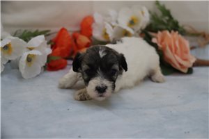 Jolene - Coton De Tulear for sale