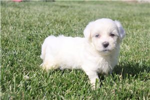 Plato - Coton De Tulear for sale