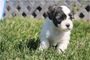 Pancake - Coton De Tulear for sale