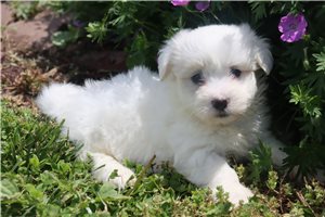 Prescott - Coton De Tulear for sale
