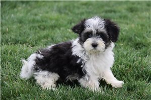 Tatum - puppy for sale