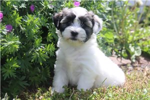 Pancake - Coton De Tulear for sale