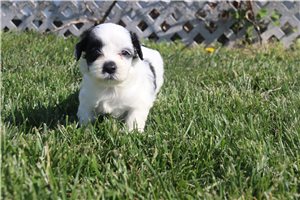 Petey - Coton De Tulear for sale