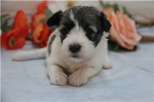 Jessie - Coton De Tulear for sale
