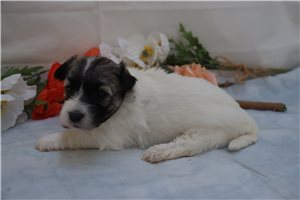 Julia - Coton De Tulear for sale