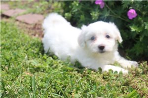Plato - Coton De Tulear for sale