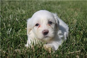 Prescott - Coton De Tulear for sale